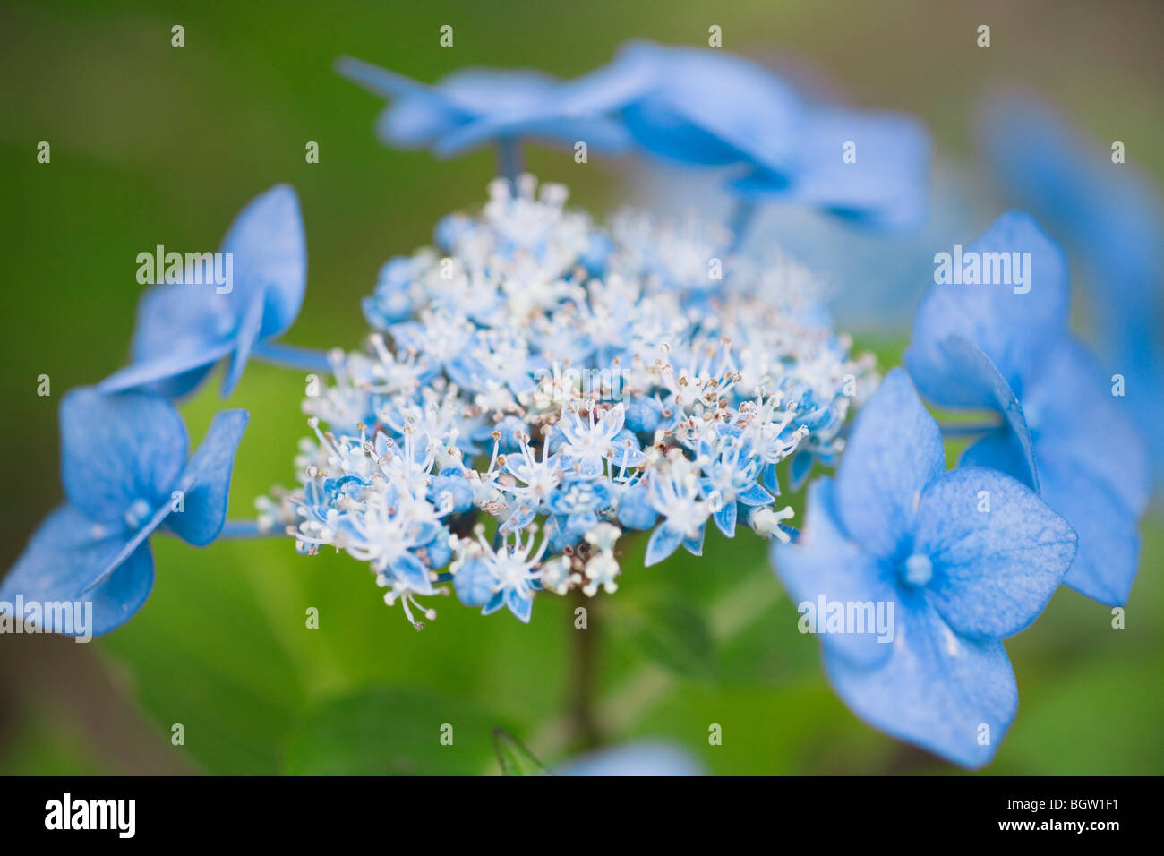 Libre de fleur bleue Banque D'Images