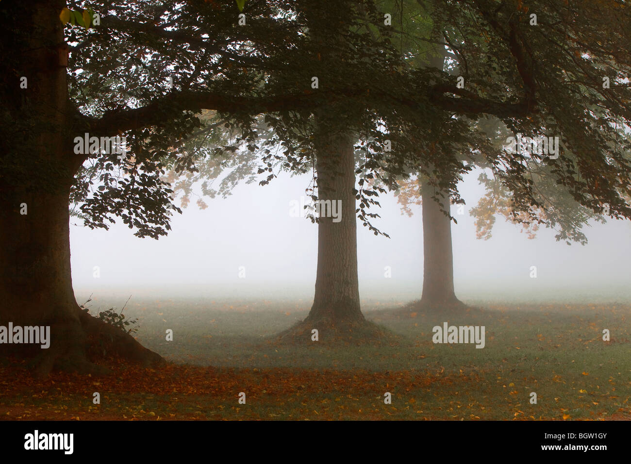 L'humeur brumeux dans une forêt de feuillus, Ischgl, Hesse, Germany, Europe Banque D'Images