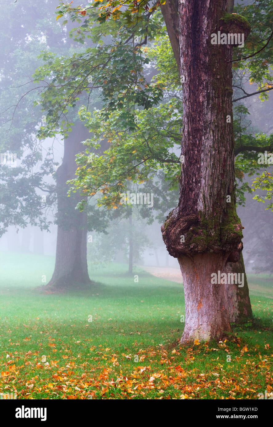 L'humeur brumeux dans une forêt de feuillus, Ischgl, Hesse, Germany, Europe Banque D'Images