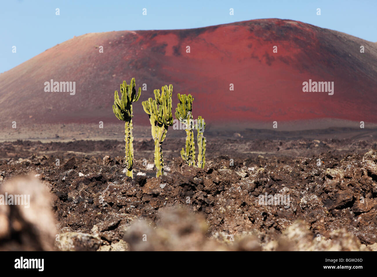 L'euphorbe ésule (Euphorbia) dans un champ de lave, La Geria, volcan Caldera Colorada, Lanzarote, Canary Islands, Spain, Europe Banque D'Images
