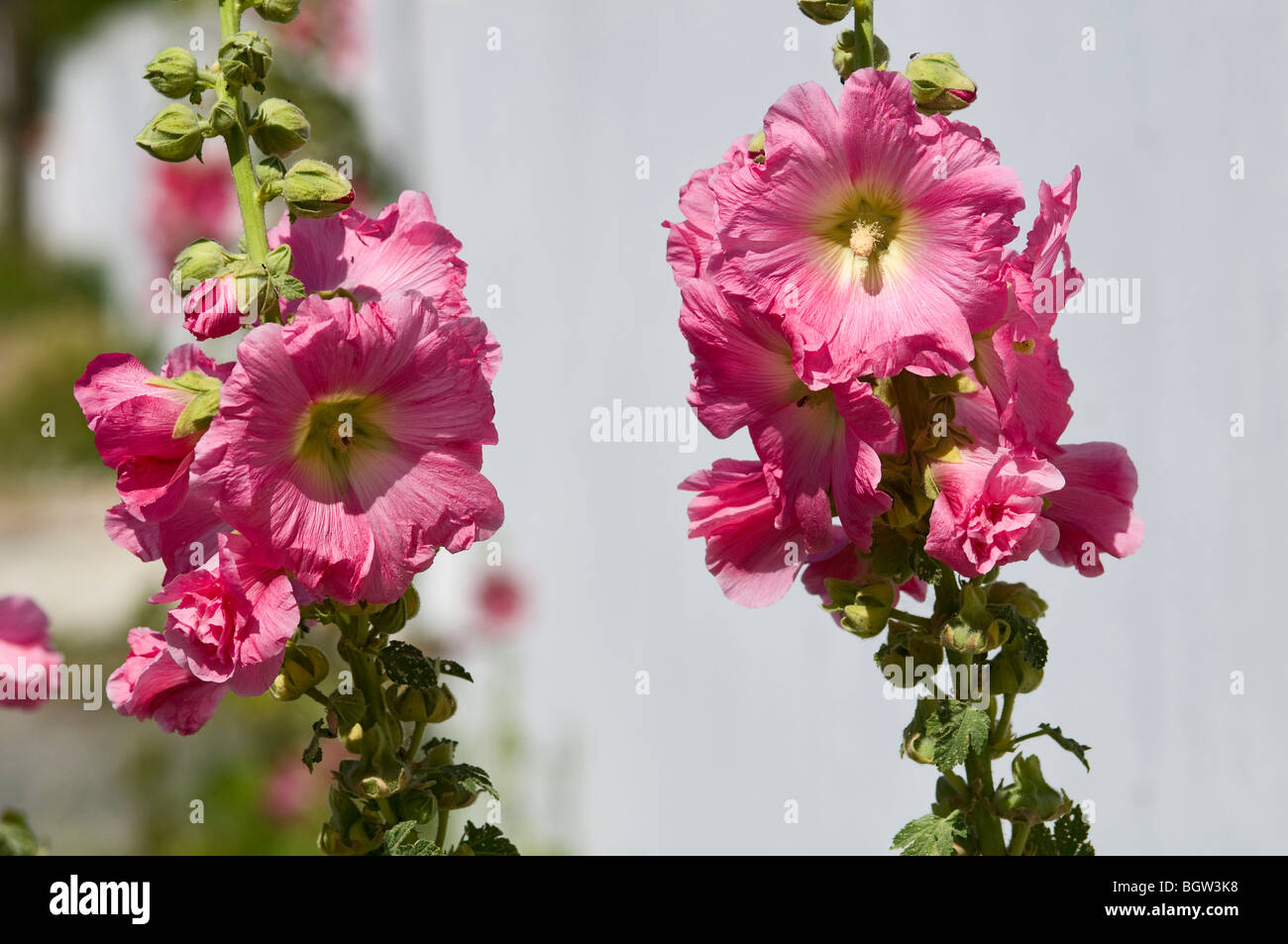 Roses trémières (Alcea rosea) Banque D'Images