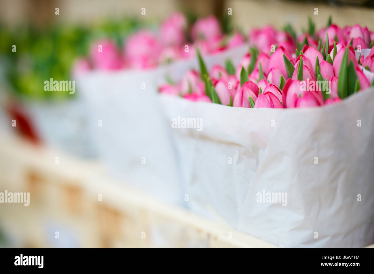 Bouquet de tulipes fraîches en sac de papier au marché aux fleurs flottant à Amsterdam, Pays-Bas Banque D'Images