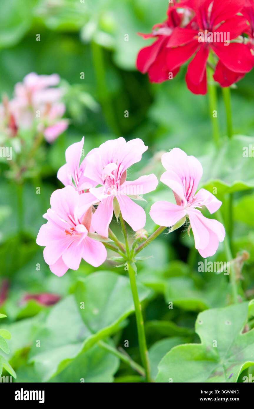 Fleurs et plantes utiles comme un arrière-plan Banque D'Images