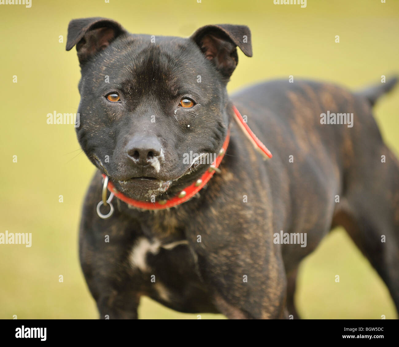 Type pit-bull terrier dog Banque D'Images