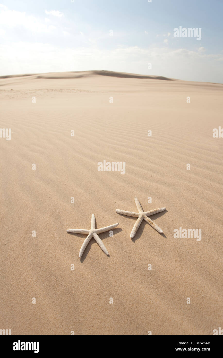 Deux étoiles de mer sur le sable Banque D'Images