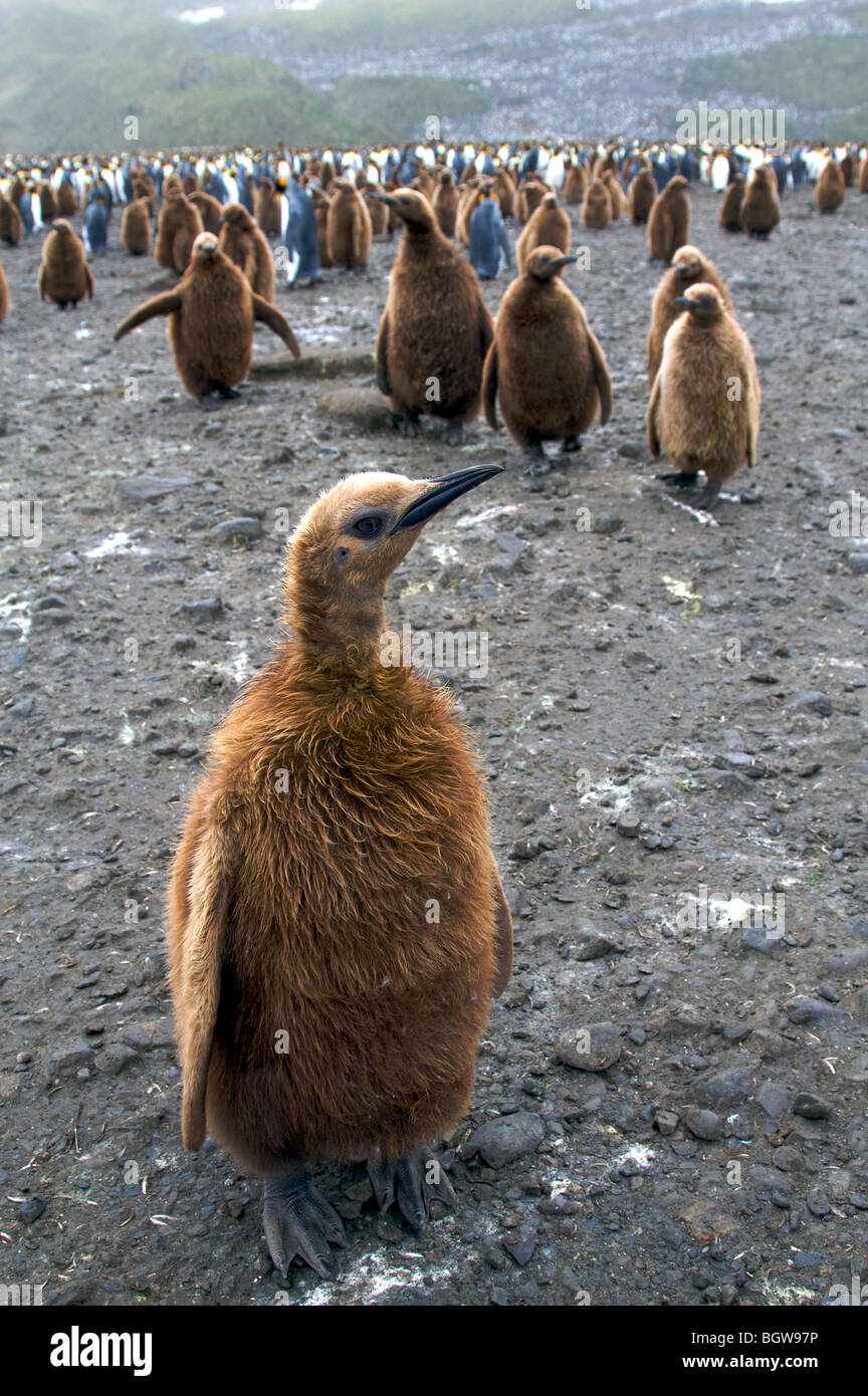 Le roi colonie de pingouins, la plaine de Salisbury, South Georgia Island. Banque D'Images