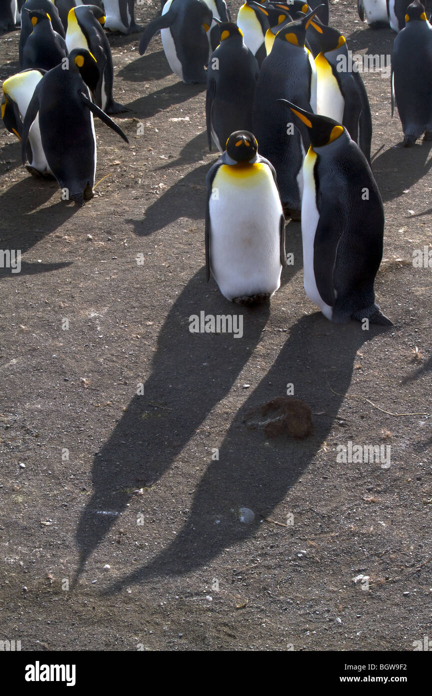 Le roi colonie de pingouins, la plaine de Salisbury, South Georgia Island. Banque D'Images