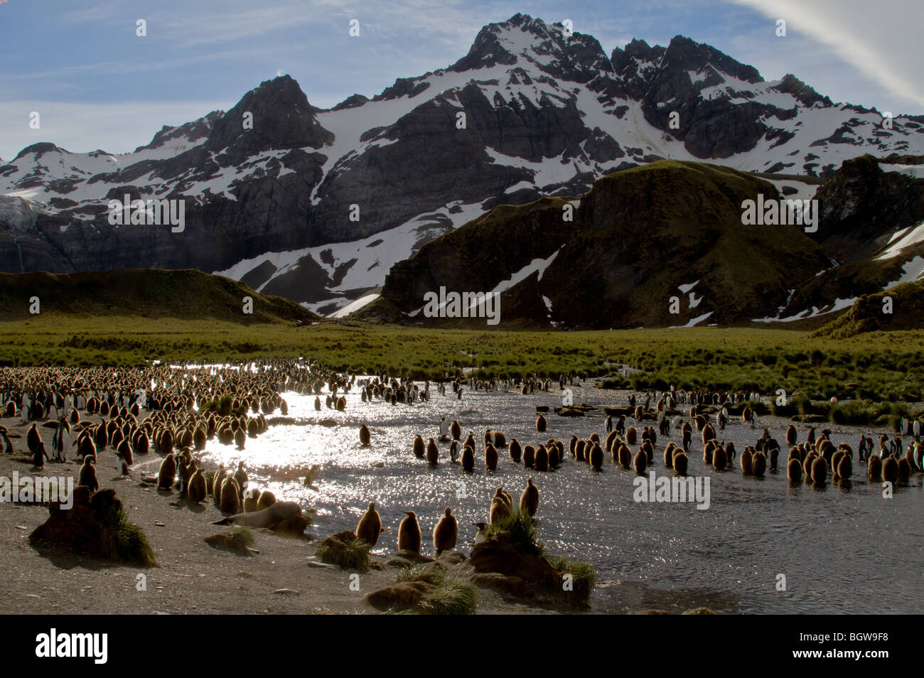 Le roi colonie de pingouins, la plaine de Salisbury, South Georgia Island. Banque D'Images