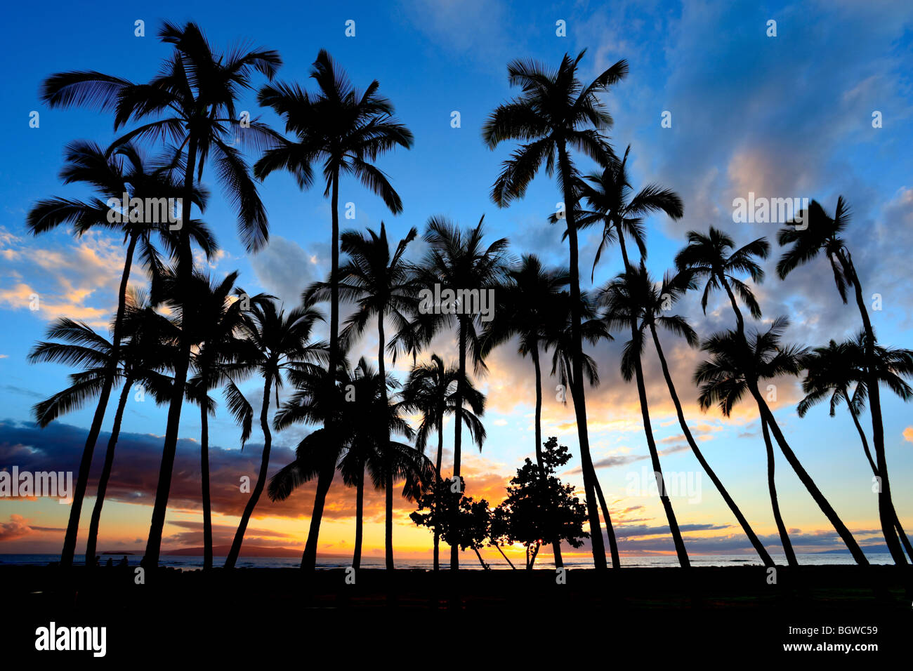 Plusieurs grands palmiers avec un beau ciel et coucher de soleil colorés en Kihei Maui Hawaii. Kahoolawe et Molokini au loin Banque D'Images