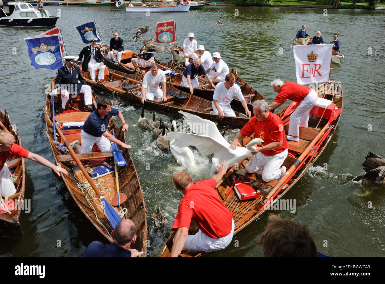 La cérémonie annuelle de Swan augmentant à Henley-on-Thames. C'est l'ancien Recensement annuel des reines de cygnes sur la Tamise. Banque D'Images