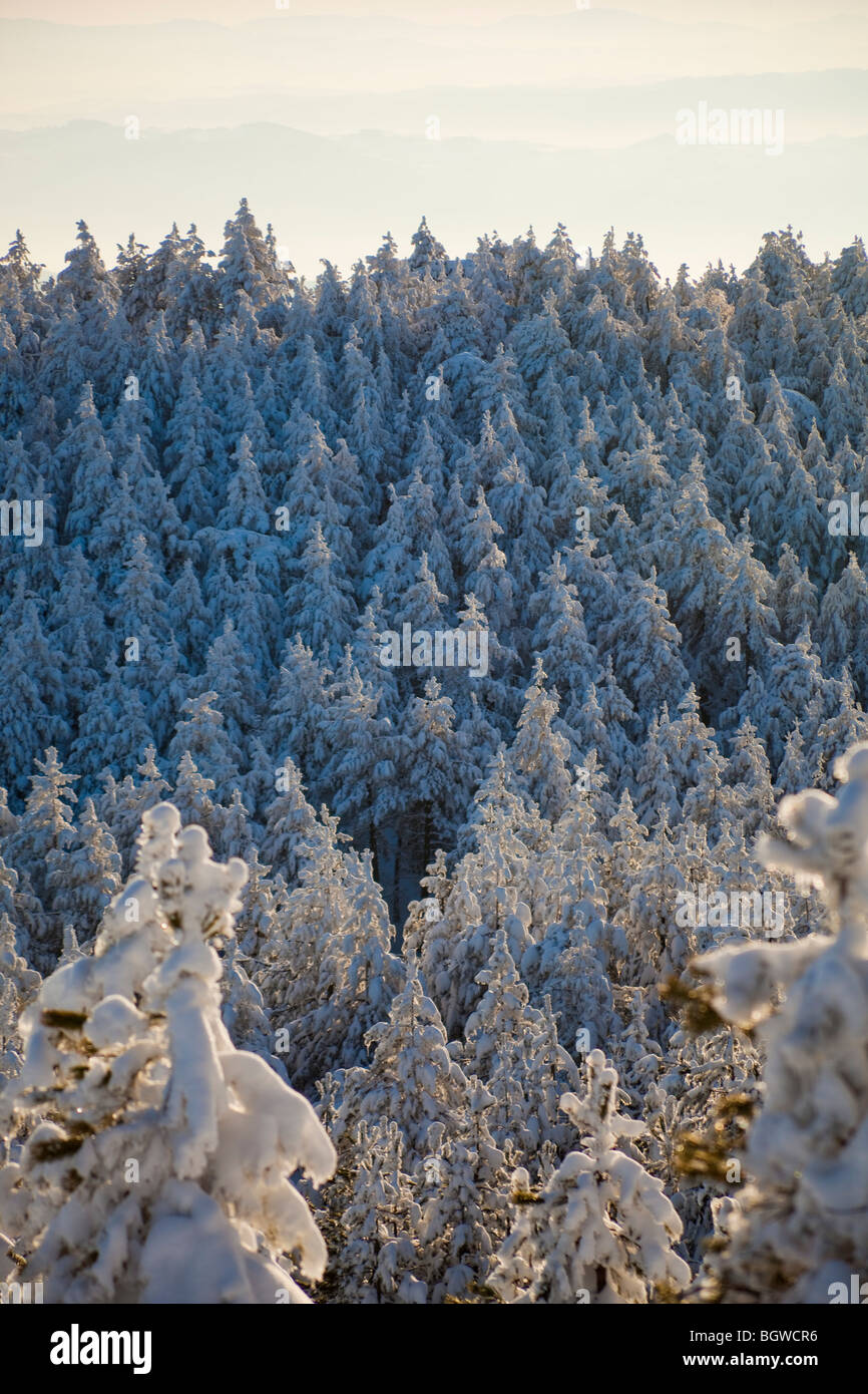 Forêt de pins sur la neige, hiver, Serbie Banque D'Images
