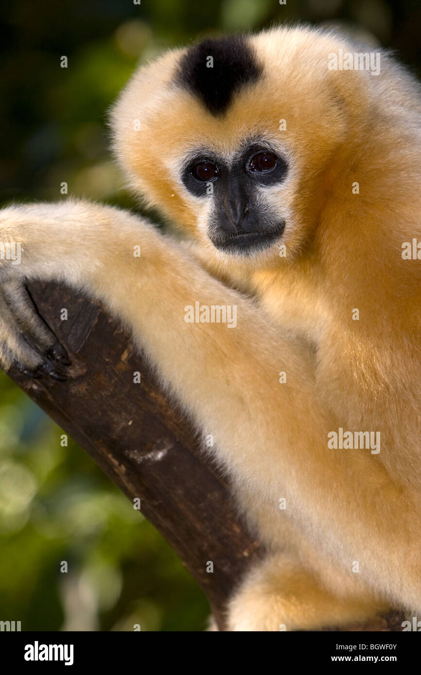 White remis Gibbon (Hylobates Leucogenys) accroché dans un arbre Banque D'Images