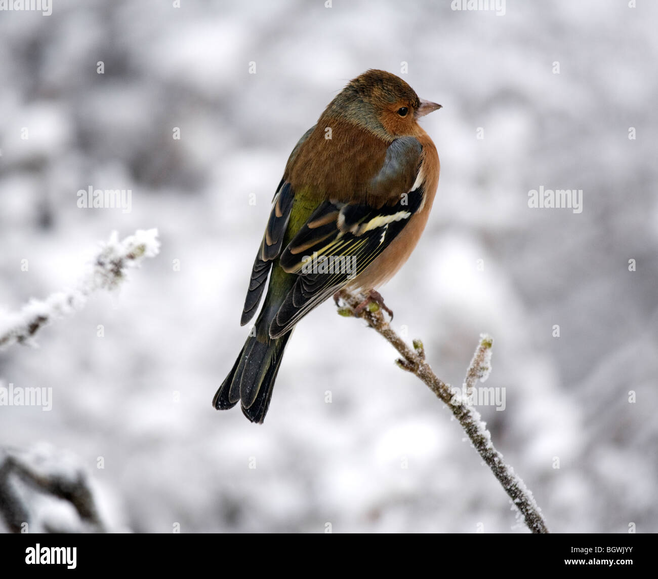 Chaffinch Fringilla coelebs en hiver perché sur une branche. Banque D'Images