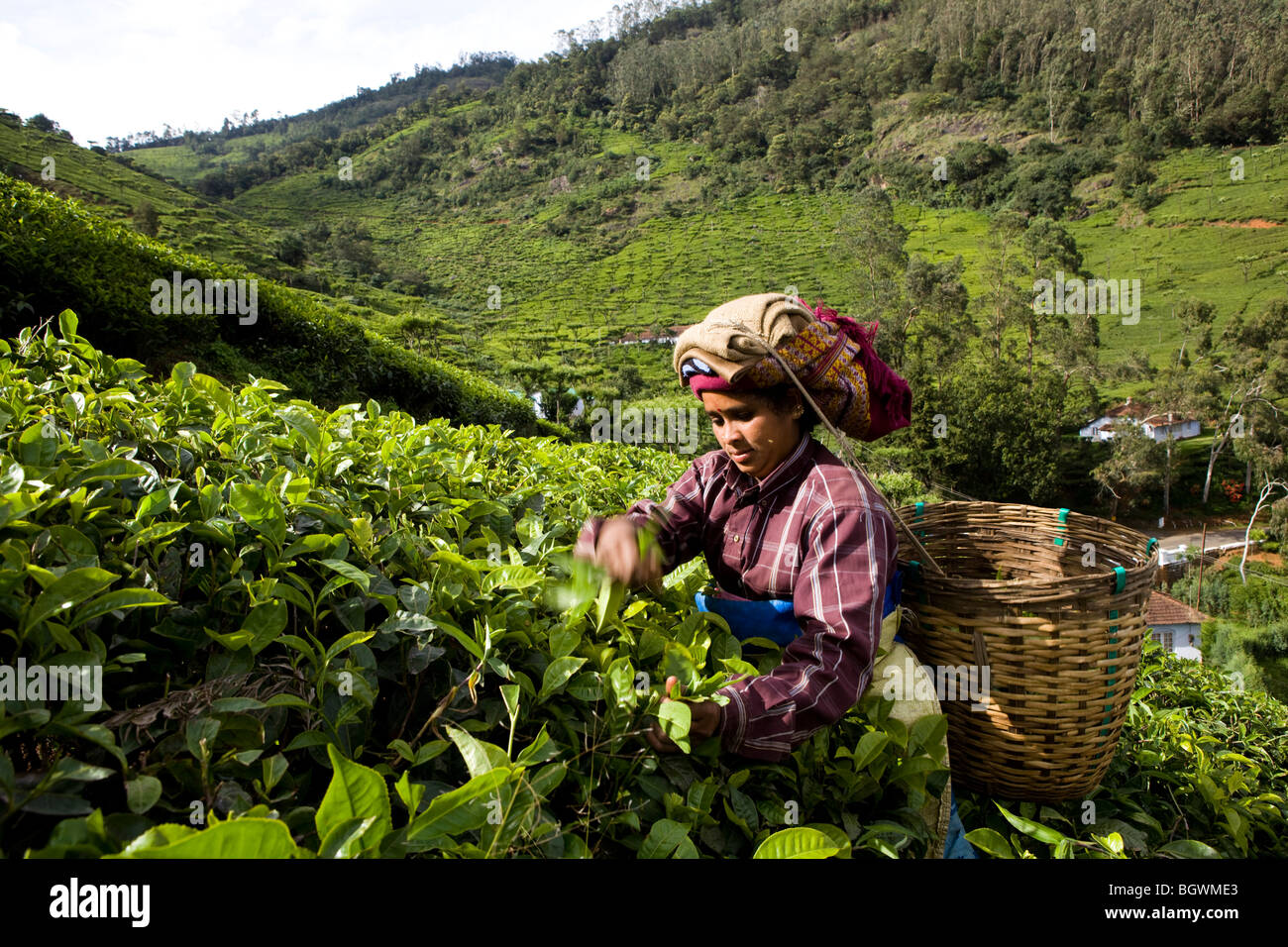 Cueilleurs de thé de travailler sur le plateau Chamraj Estate, Tamil Nadu, Inde Banque D'Images