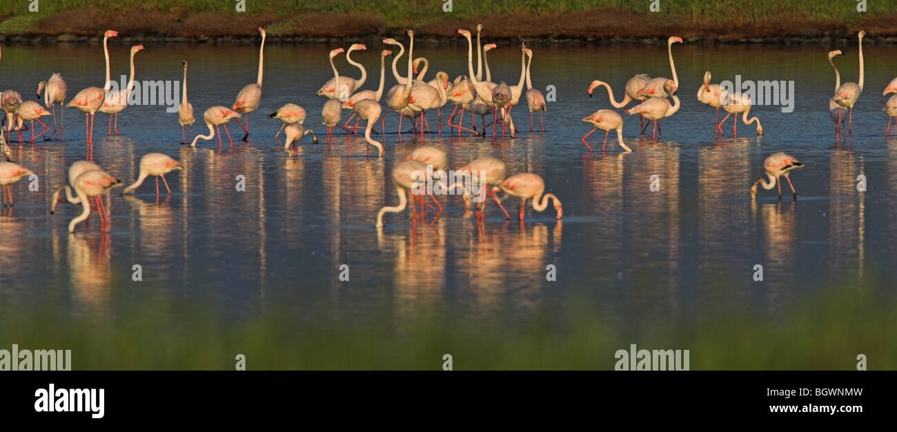Groupe de flamant rose Banque de photographies et d’images à haute ...