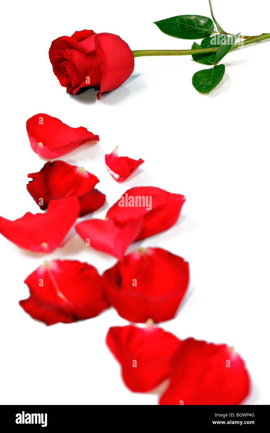 Une fleur rose accompagnée d'un grand nombre de pétales de rose Banque D'Images