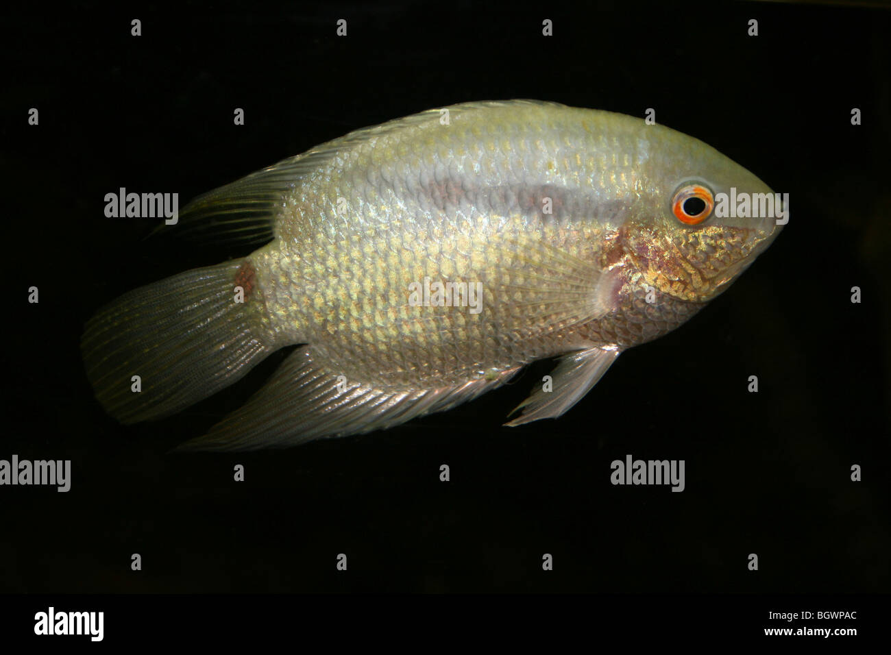 Les poissons d'Aquarium de couleur blanc d'argent Banque D'Images