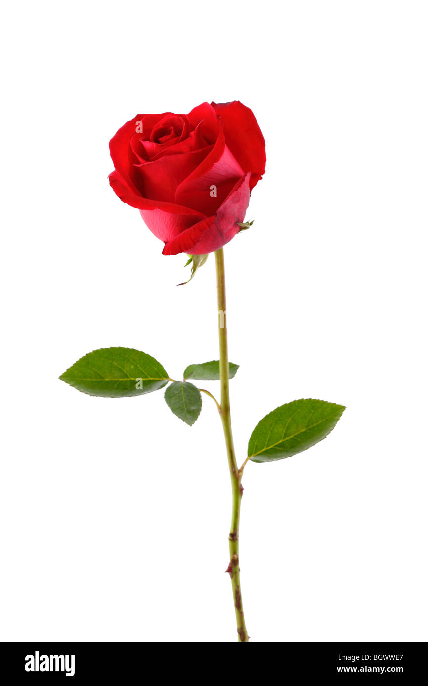 Une tige de rose rouge en blanc isolé Banque D'Images