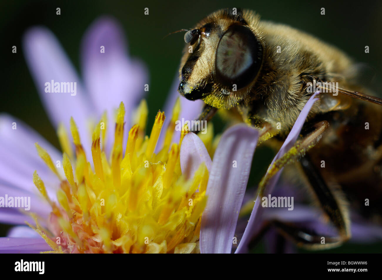 Carde commun Bee Banque D'Images