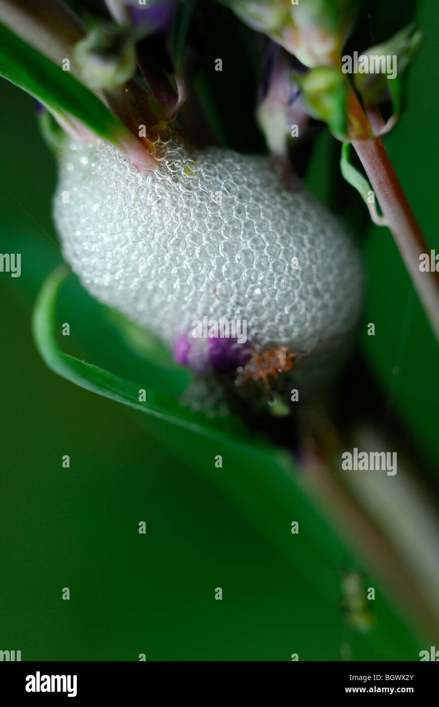 Close up of Cuckoo crachent sur tige florale. Produit par l'insecte, soit Coucou Philaenus spumarius, aussi froghopper rhe. Banque D'Images