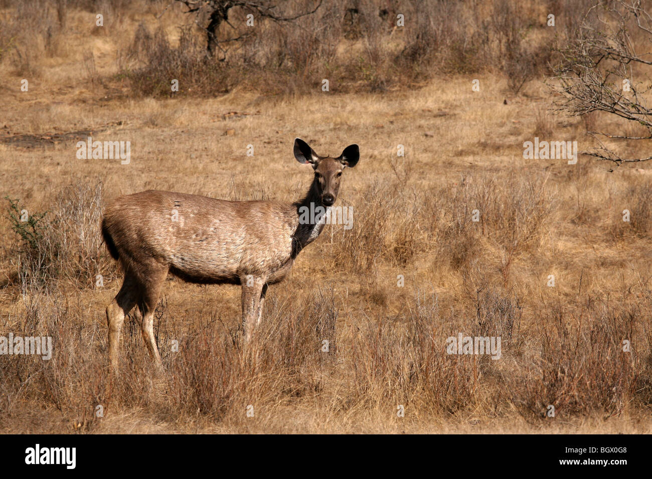 Cerfs Sambar femelle, à la réserve de tigres de Ranthambhore, Inde. Banque D'Images