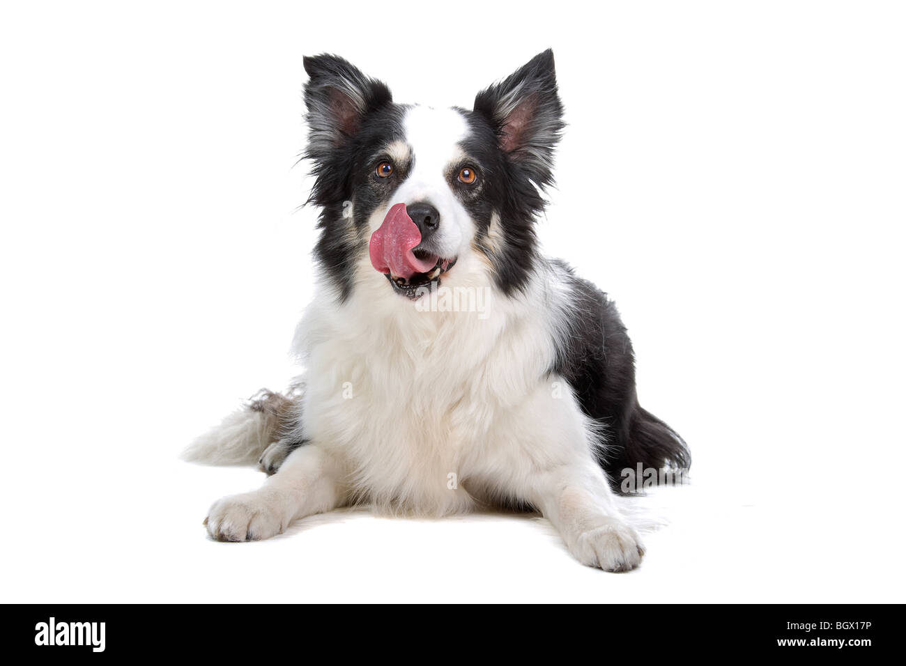 Gros plan du chien Border Collie isolé sur fond blanc Banque D'Images