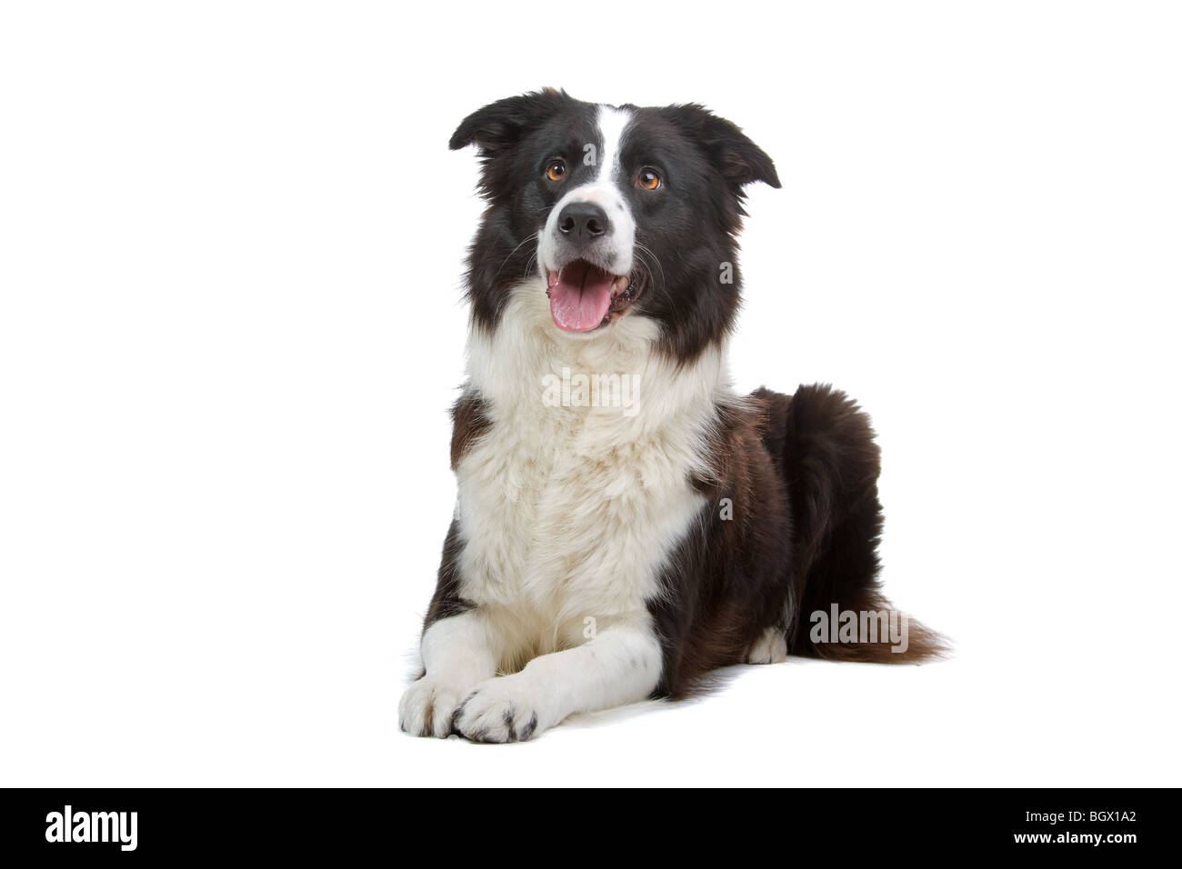 Gros plan du chien Border Collie isolé sur fond blanc Banque D'Images