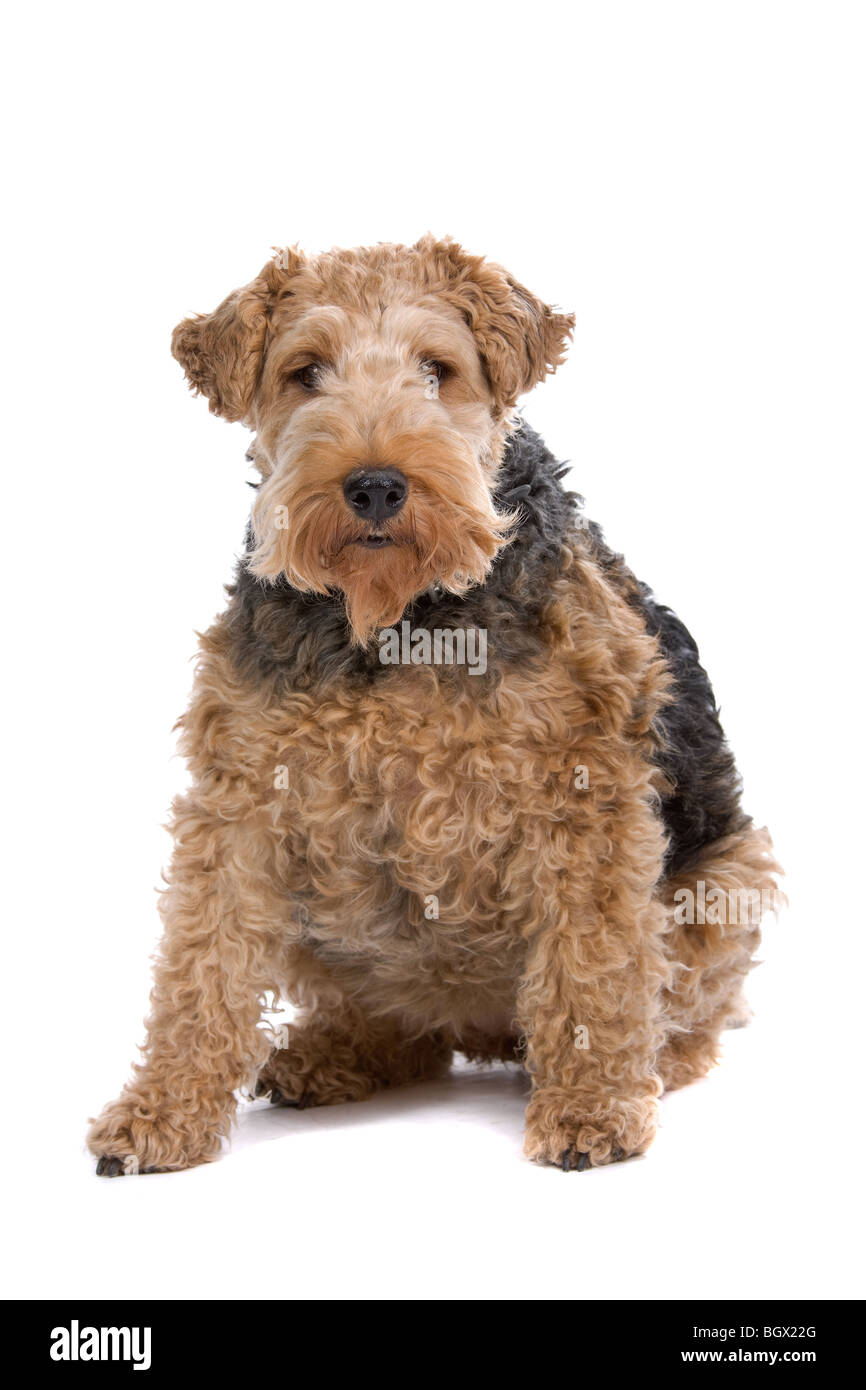 Brun et noir un chien fox terrier isolated on white Banque D'Images