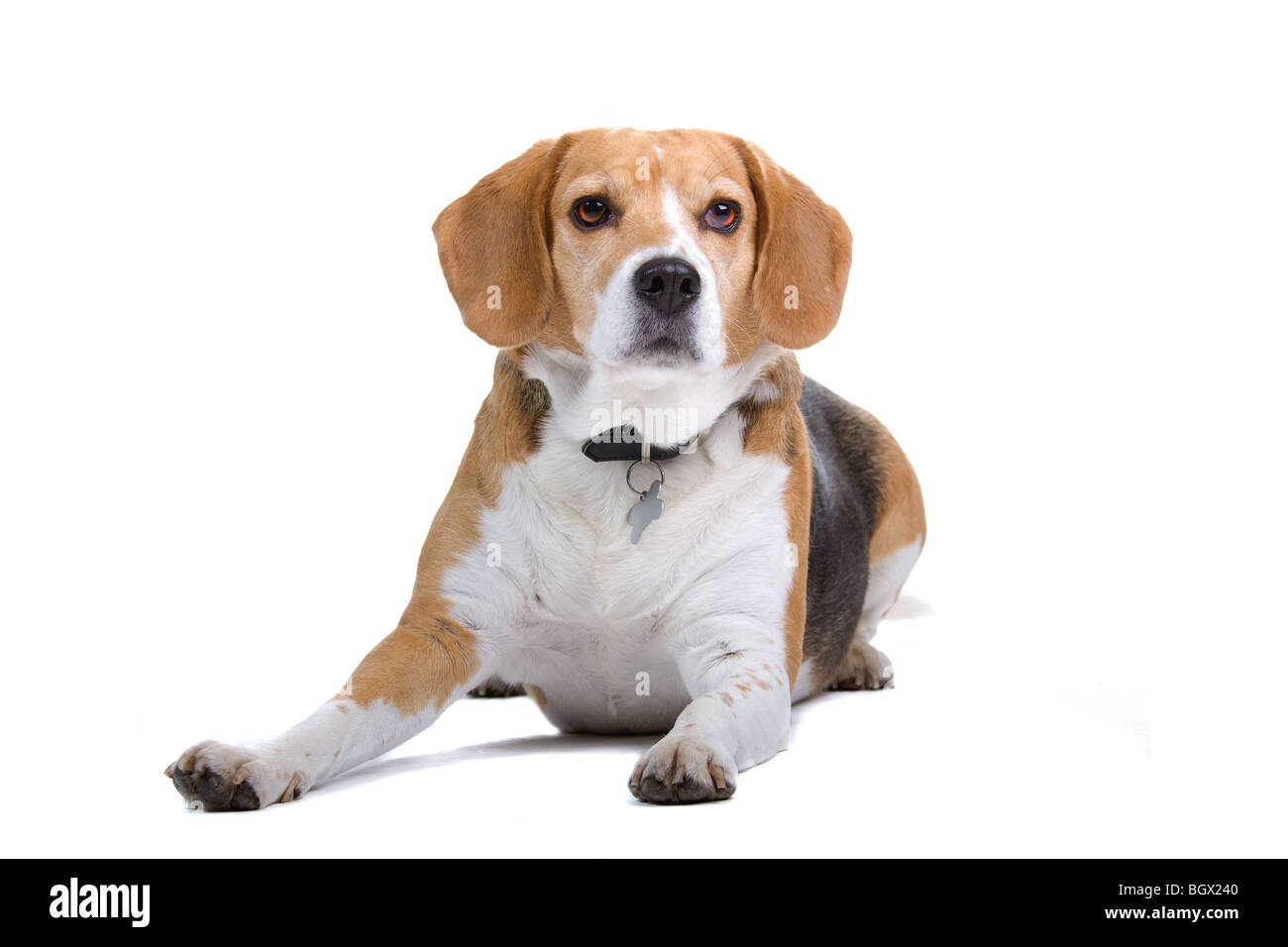 Un mignon petit chien beagle, isolated on white background studio Photo  Stock - Alamy