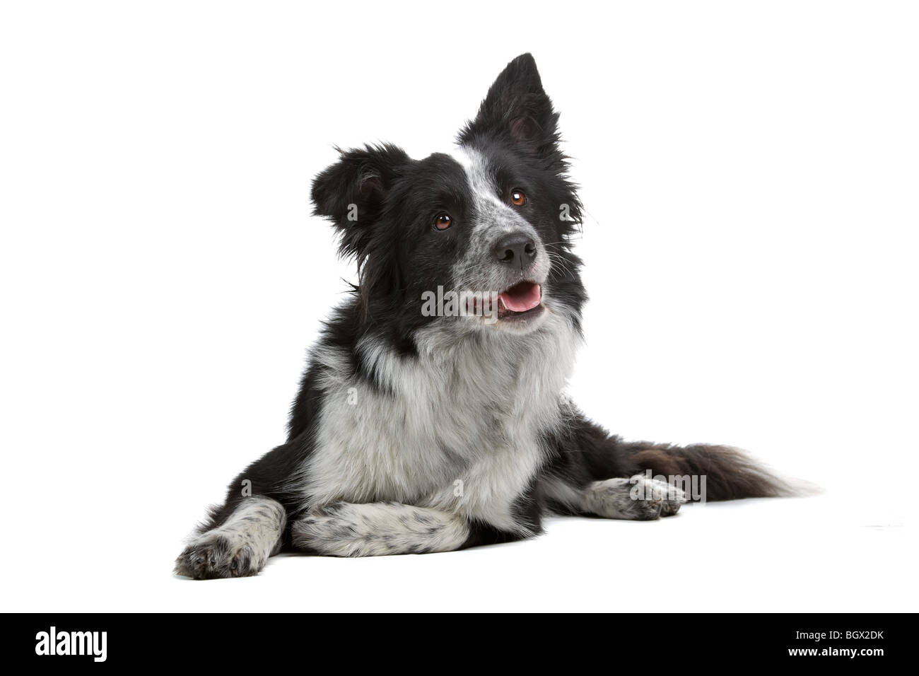 Gros plan du chien Border Collie isolé sur fond blanc Banque D'Images