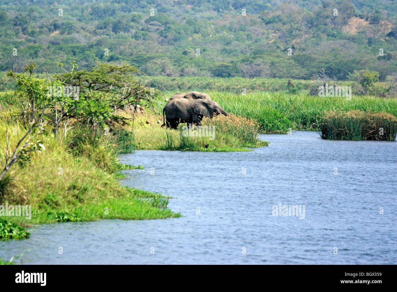 L'éléphant africain (Loxodonta africana), Murchison Falls Conservation Area, l'Ouganda, l'Afrique Banque D'Images