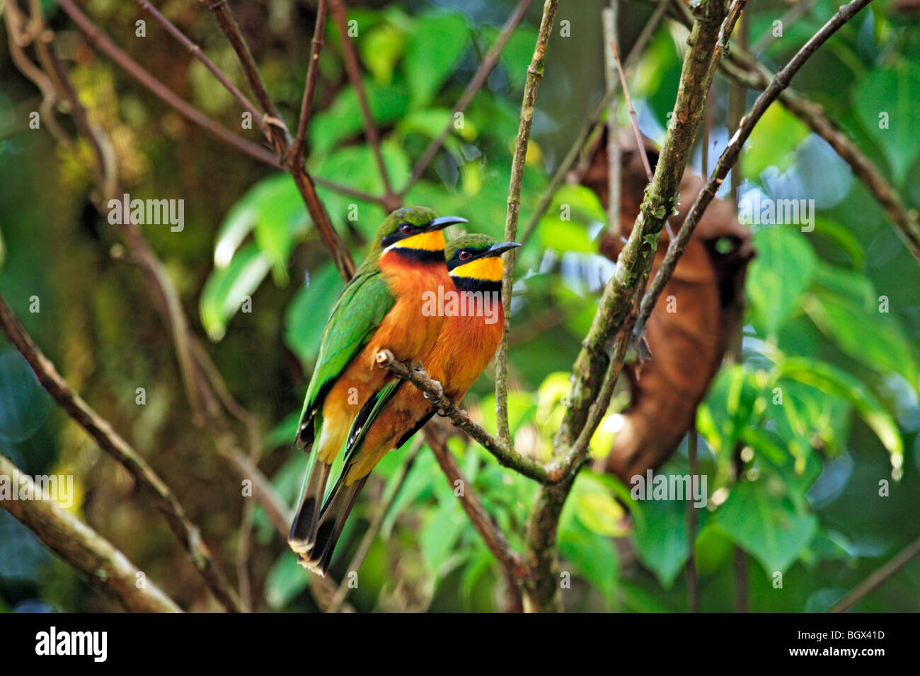 Peu Guêpier (Merops pusillus), la forêt impénétrable de Bwindi, en Ouganda, en Afrique de l'Est Banque D'Images