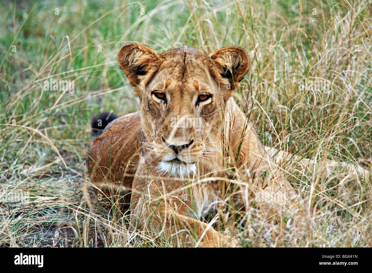 Femme lion, Murchison Falls Conservation Area, l'Ouganda, l'Afrique de l'Est Banque D'Images