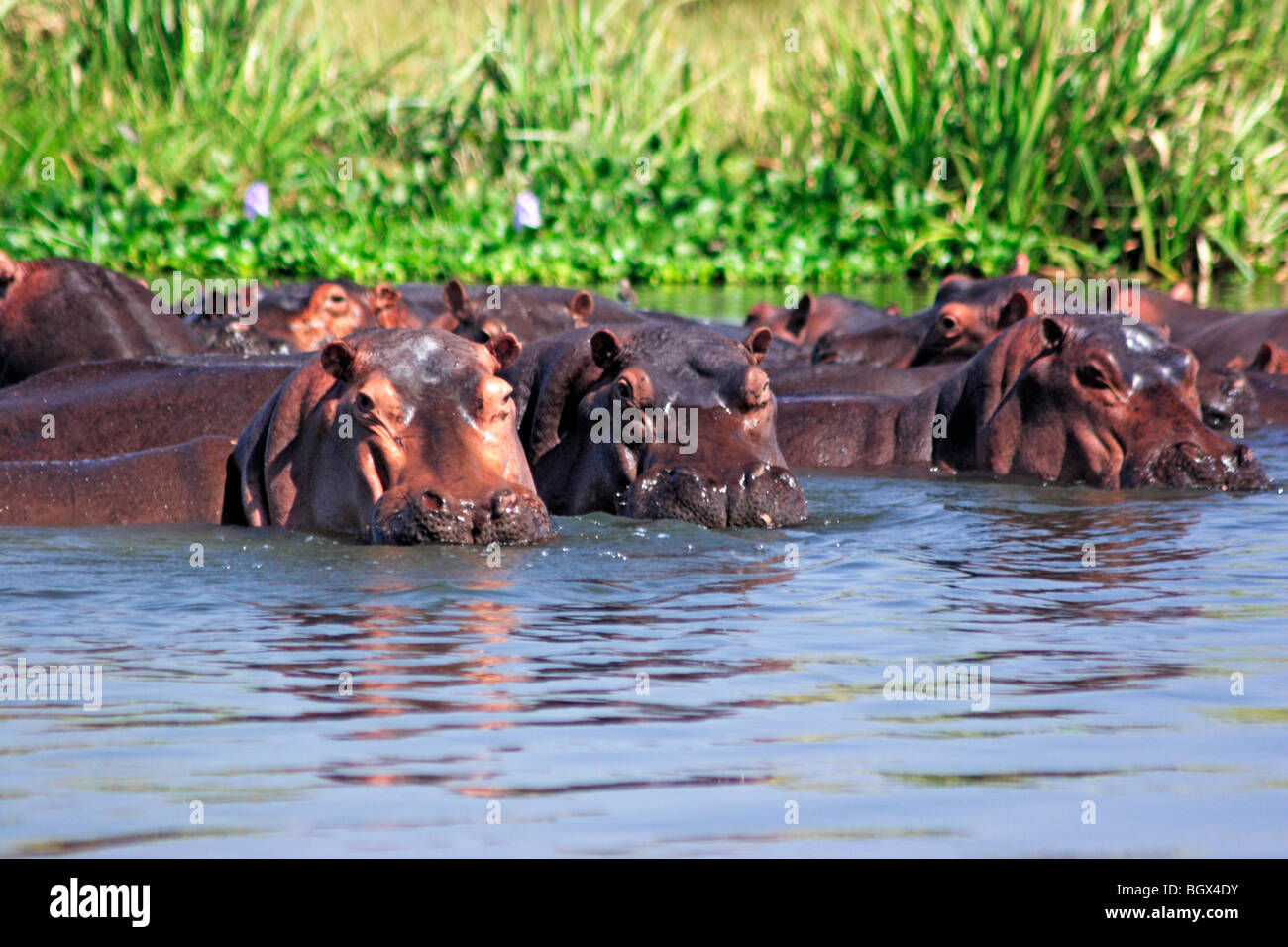 Hippopotame (Hippopotamus amphibius), Murchison Falls Conservation Area, l'Ouganda, l'Afrique Banque D'Images