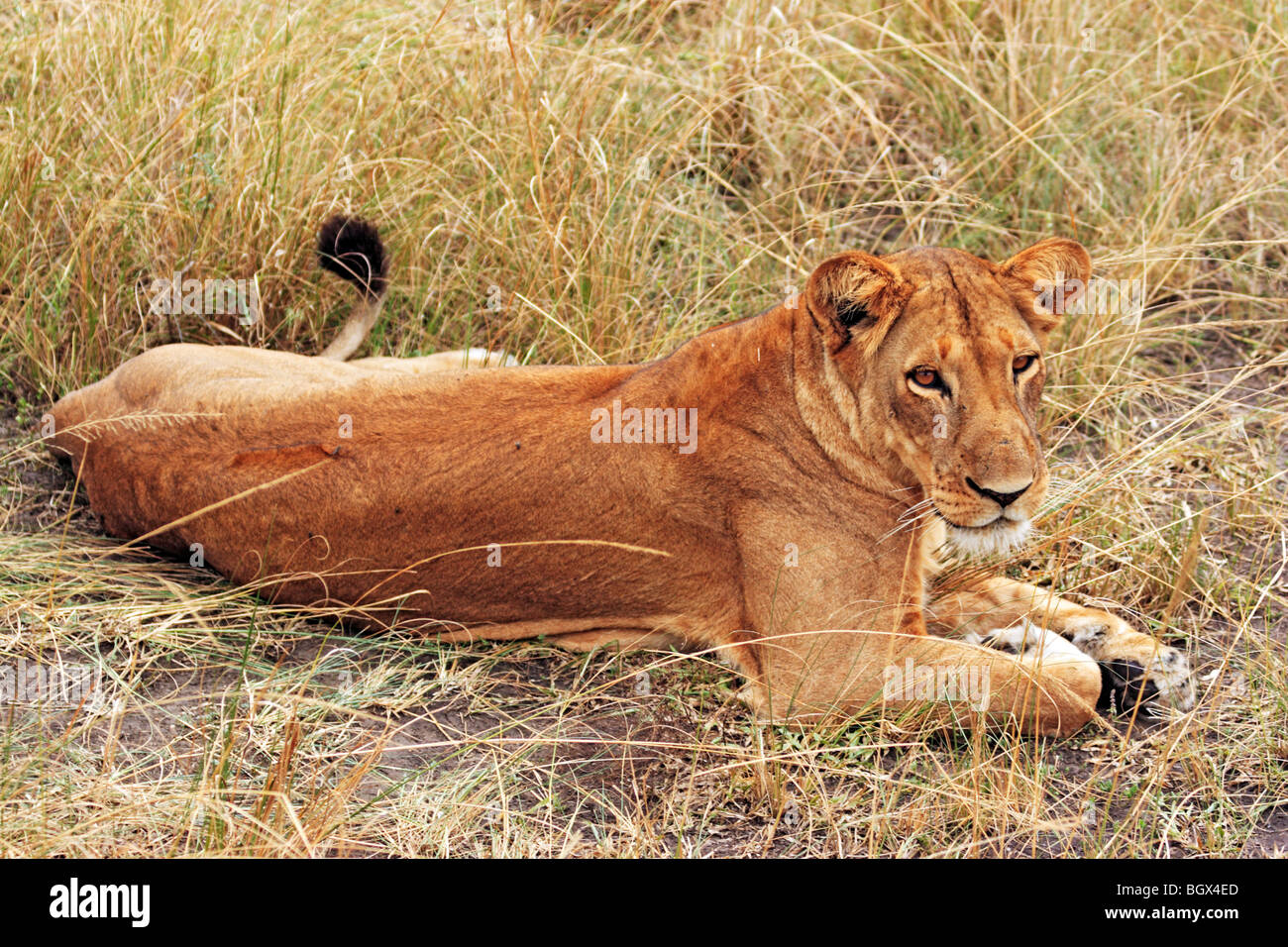 Femme lion, Parc national Queen Elizabeth, en Ouganda, en Afrique de l'Est Banque D'Images