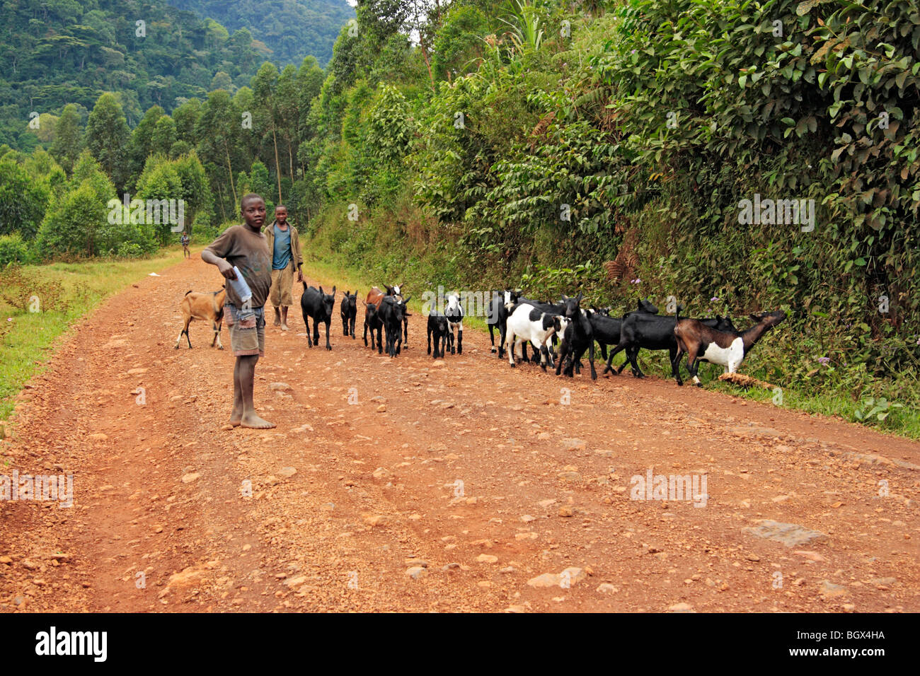 Troupeau, impénétrable de Bwindi, en Ouganda, en Afrique de l'Est Banque D'Images