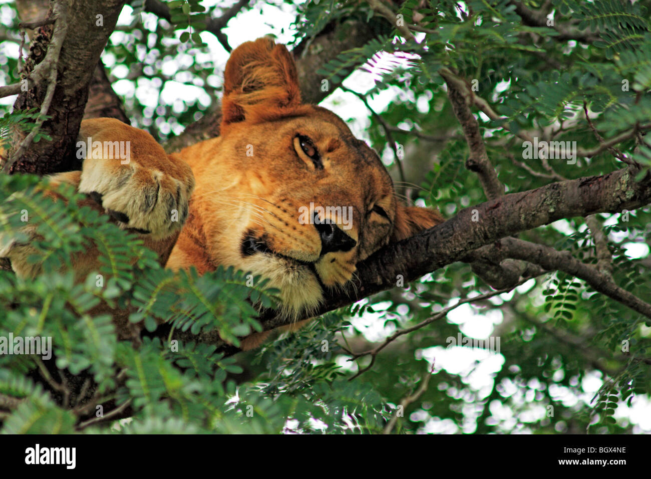 Femme lion, Parc national Queen Elizabeth, en Ouganda, en Afrique de l'Est Banque D'Images