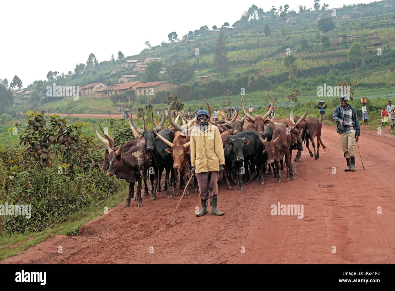 Le Parc national Queen Elizabeth, l'Ouganda, l'Afrique Banque D'Images