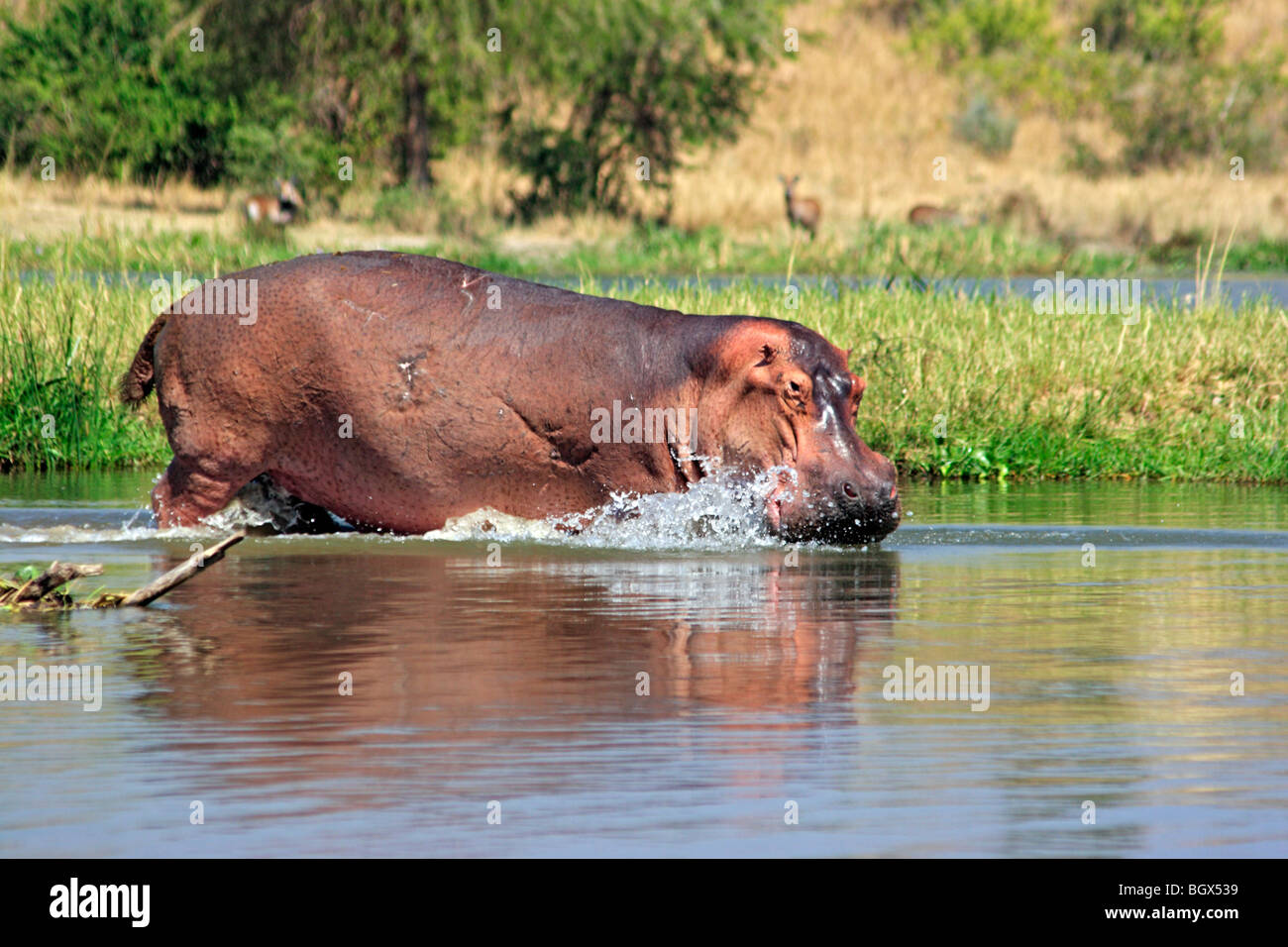Hippopotame (Hippopotamus amphibius), Murchison Falls Conservation Area, l'Ouganda, l'Afrique Banque D'Images