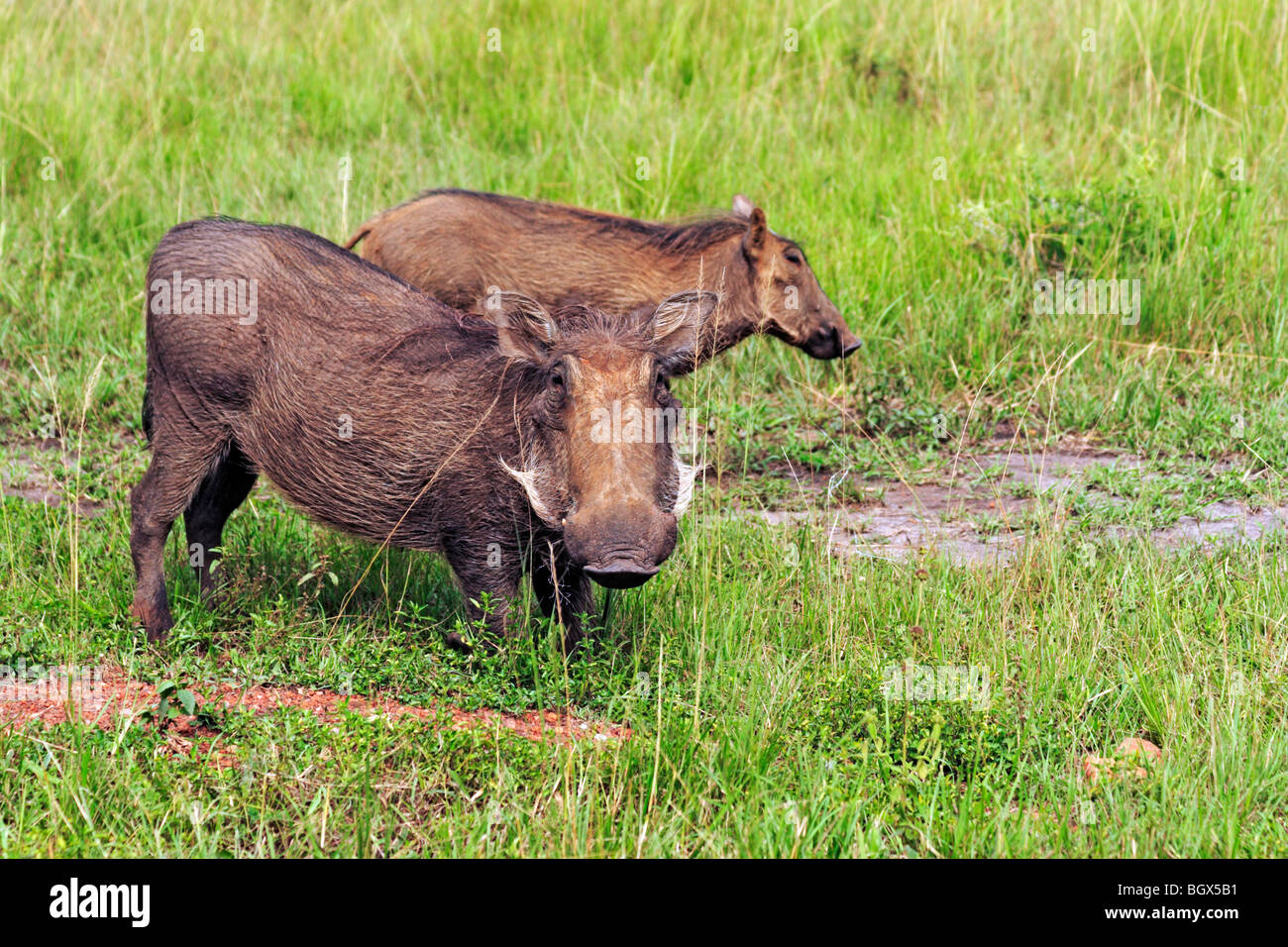 Phacochère commun (Phacochoerus africanus), l'Ouganda, l'Afrique de l'Est Banque D'Images