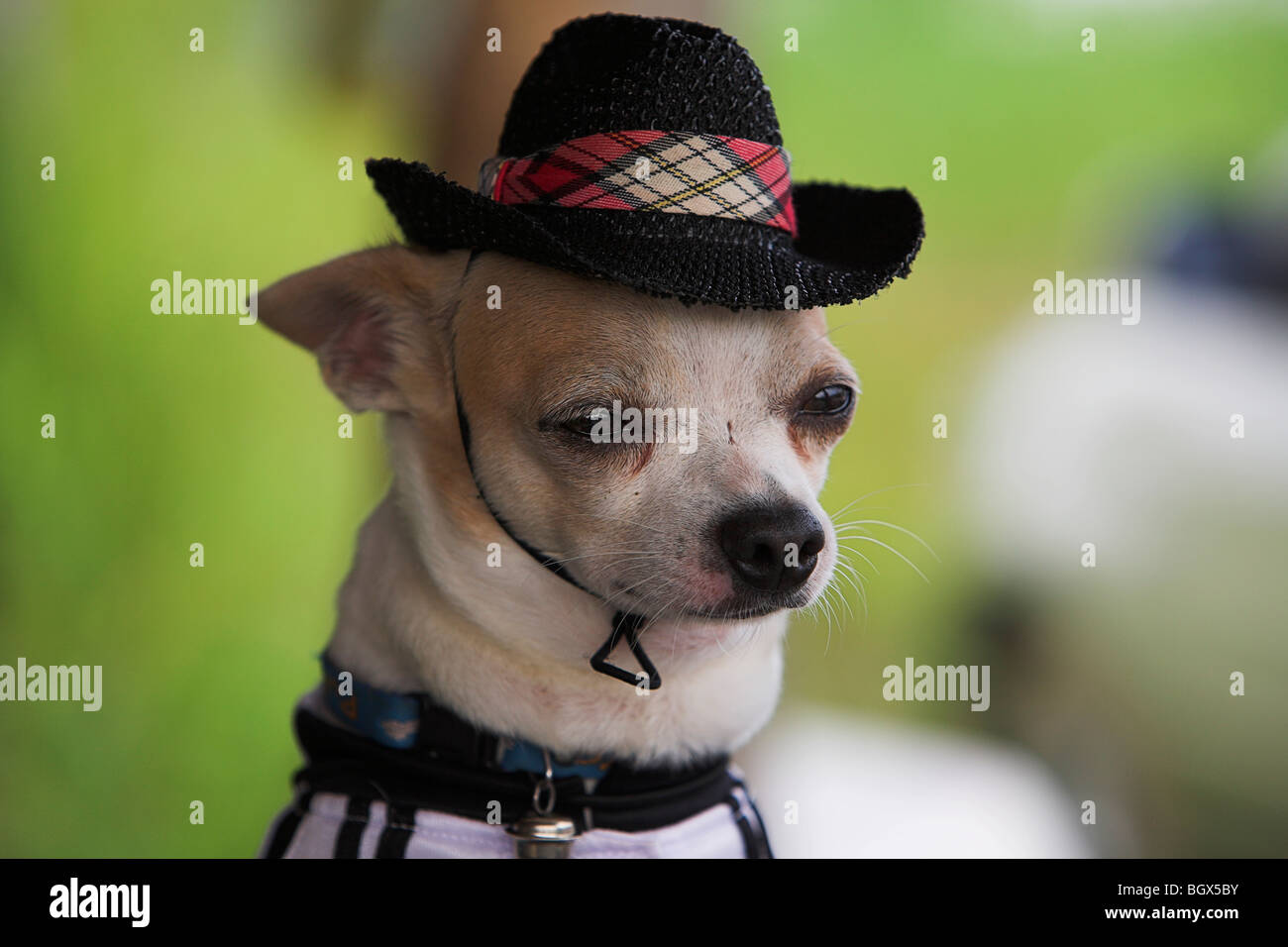 Un chien portant un chapeau Banque D'Images