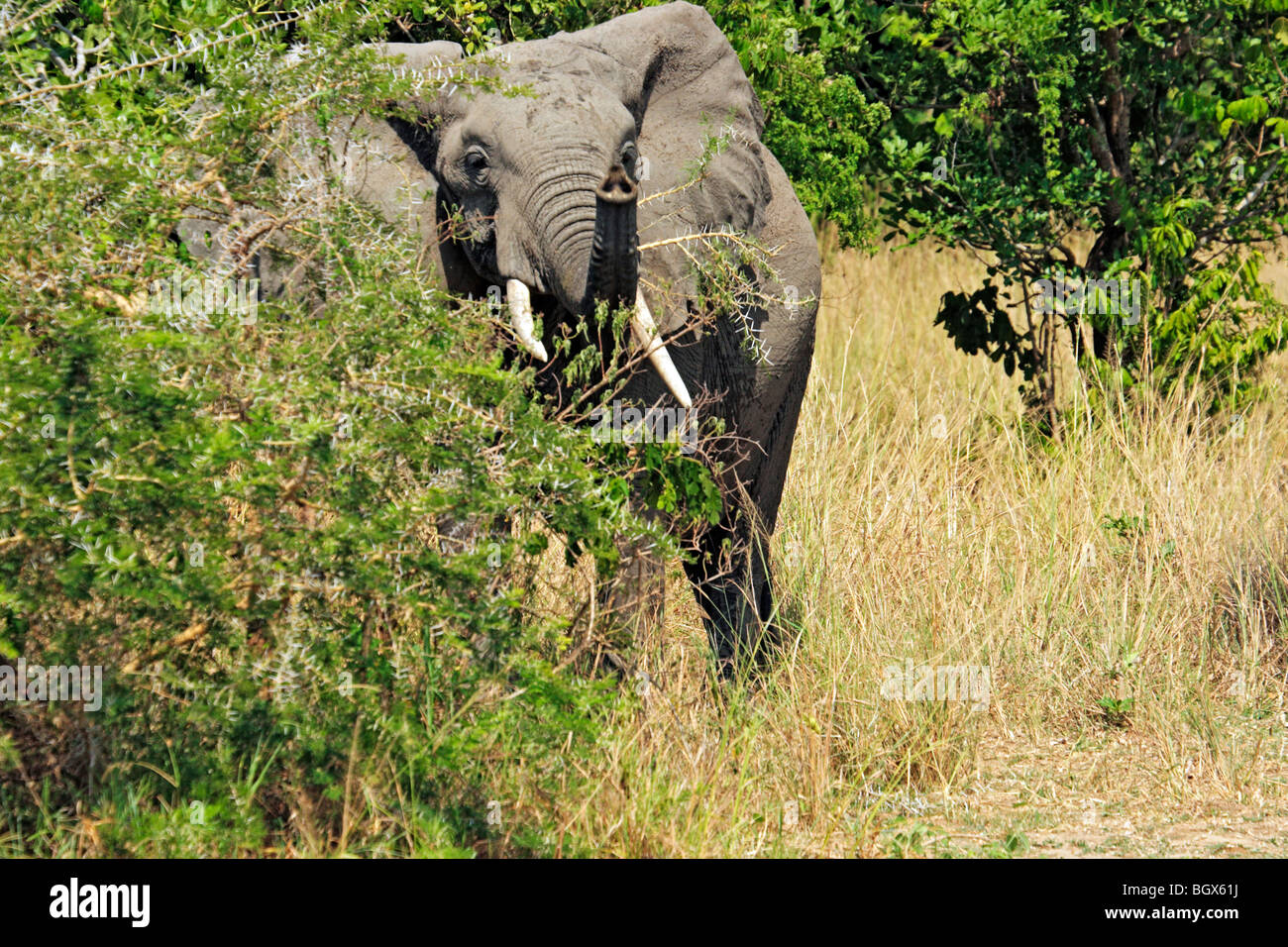 L'éléphant africain (Loxodonta africana), Murchison Falls Conservation Area, l'Ouganda, l'Afrique Banque D'Images