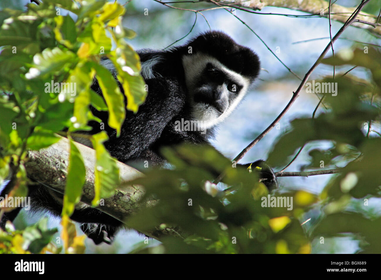 Noir et blanc de l'Ouest (Colobus Monkey Colobus polykomos), Parc national de Kibale, en Ouganda, en Afrique de l'Est Banque D'Images