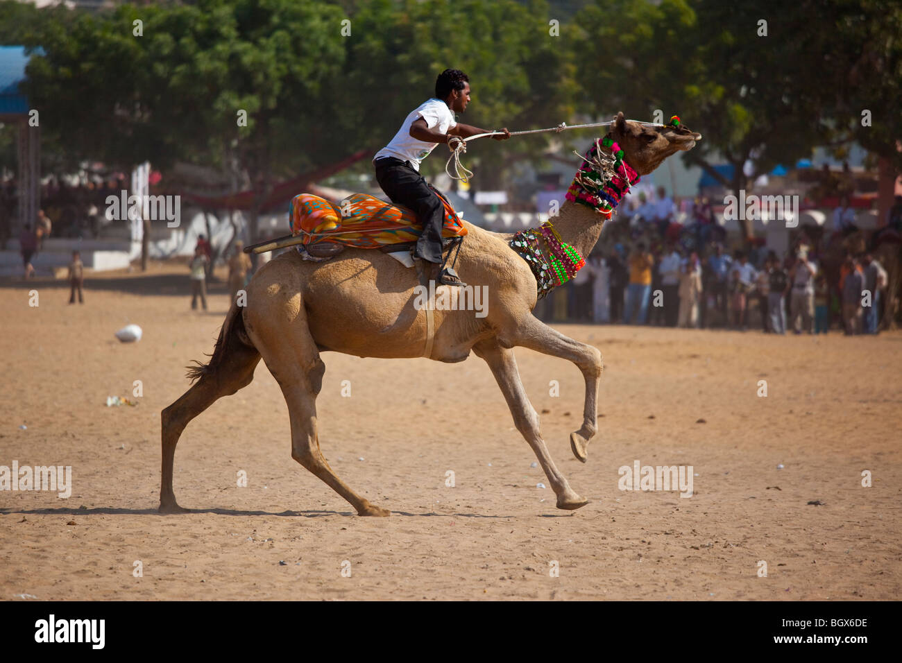 Les courses de chameaux à la Camel Fair de Pushkar Inde Banque D'Images