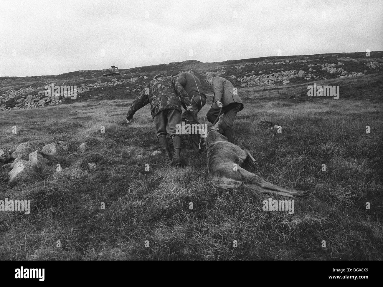 Deer stag la traque et la chasse sur Isle of Jura, Hébrides intérieures, l'Écosse, octobre 1993. Banque D'Images