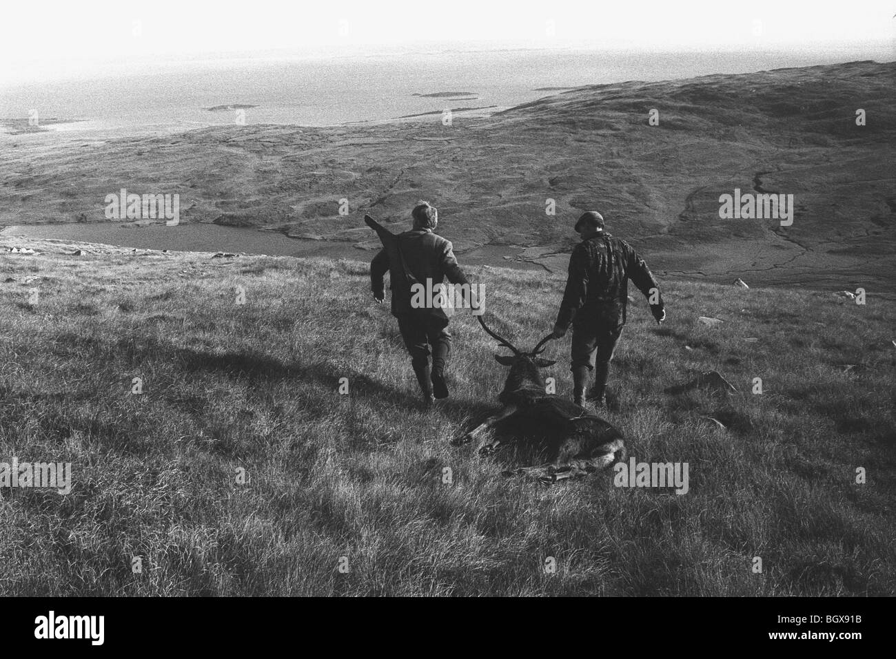 Deer stag la traque et la chasse sur Isle of Jura, Hébrides intérieures, l'Écosse, octobre 1993. Banque D'Images