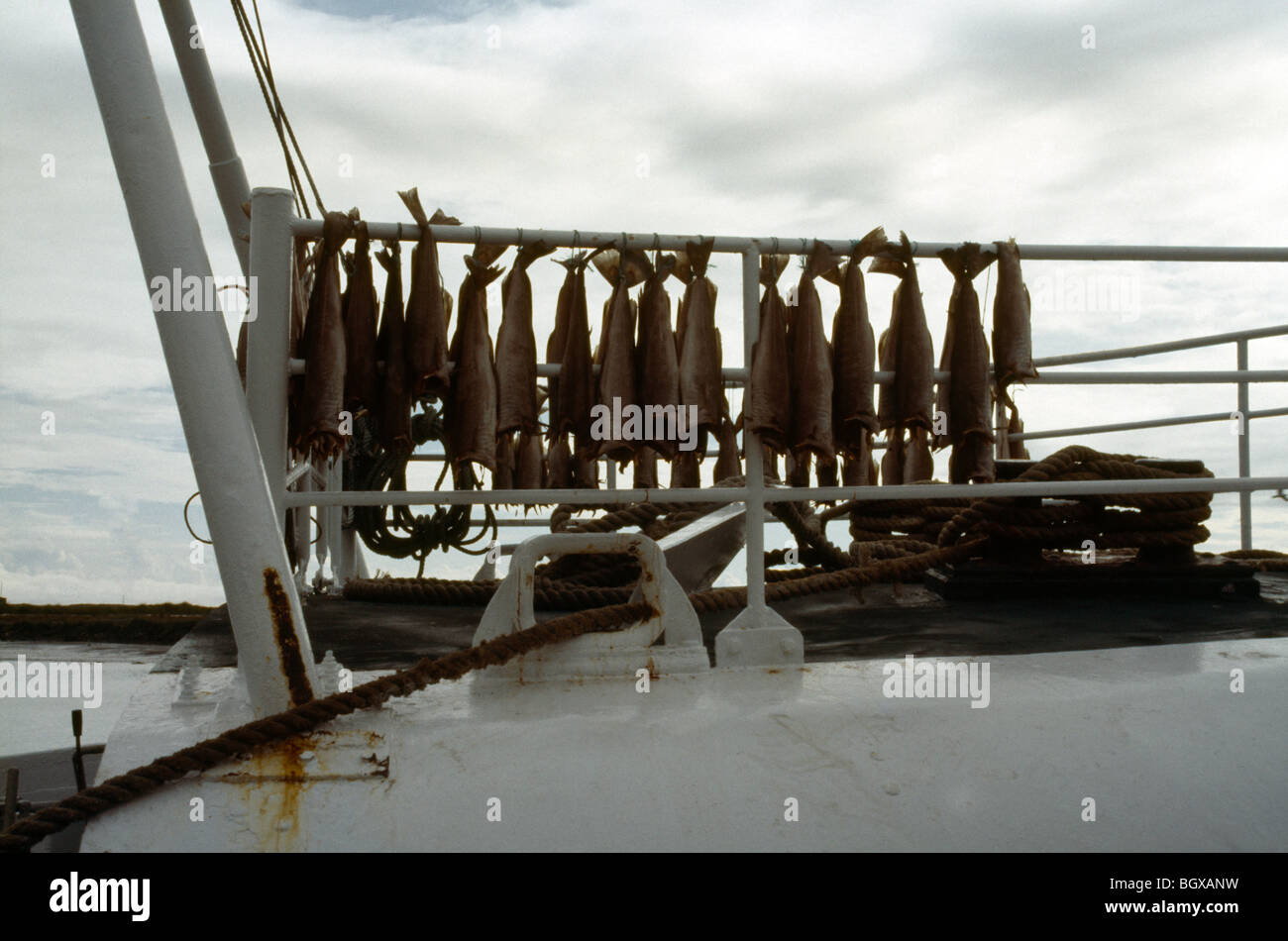 Hofn Islande Le séchage du poisson sur Trawler Banque D'Images