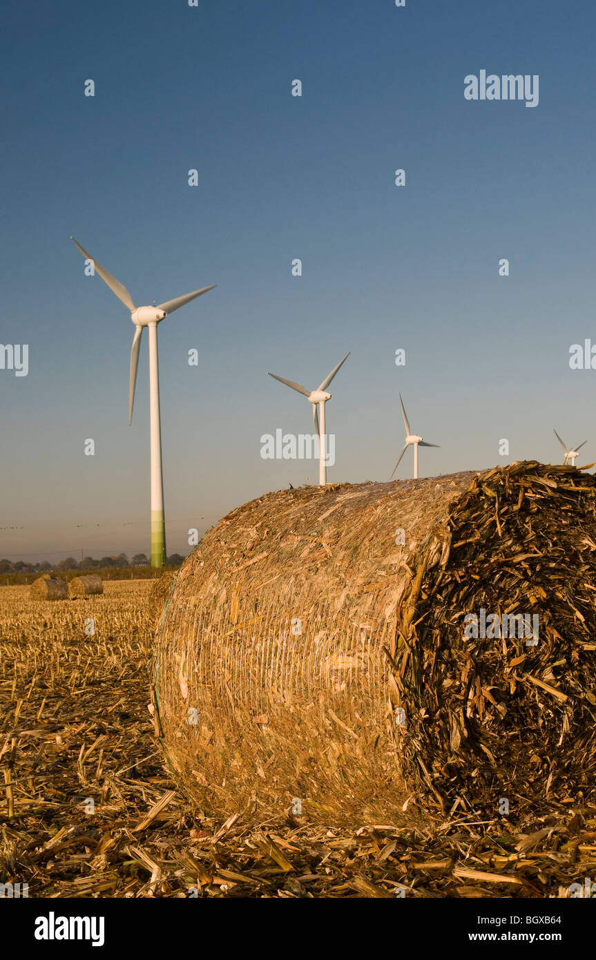 Les balles rondes de paille de maïs Banque D'Images
