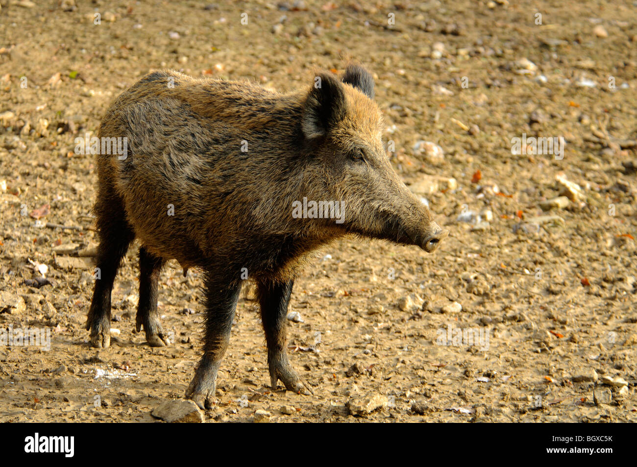 Le sanglier (Sus scrofa) Banque D'Images
