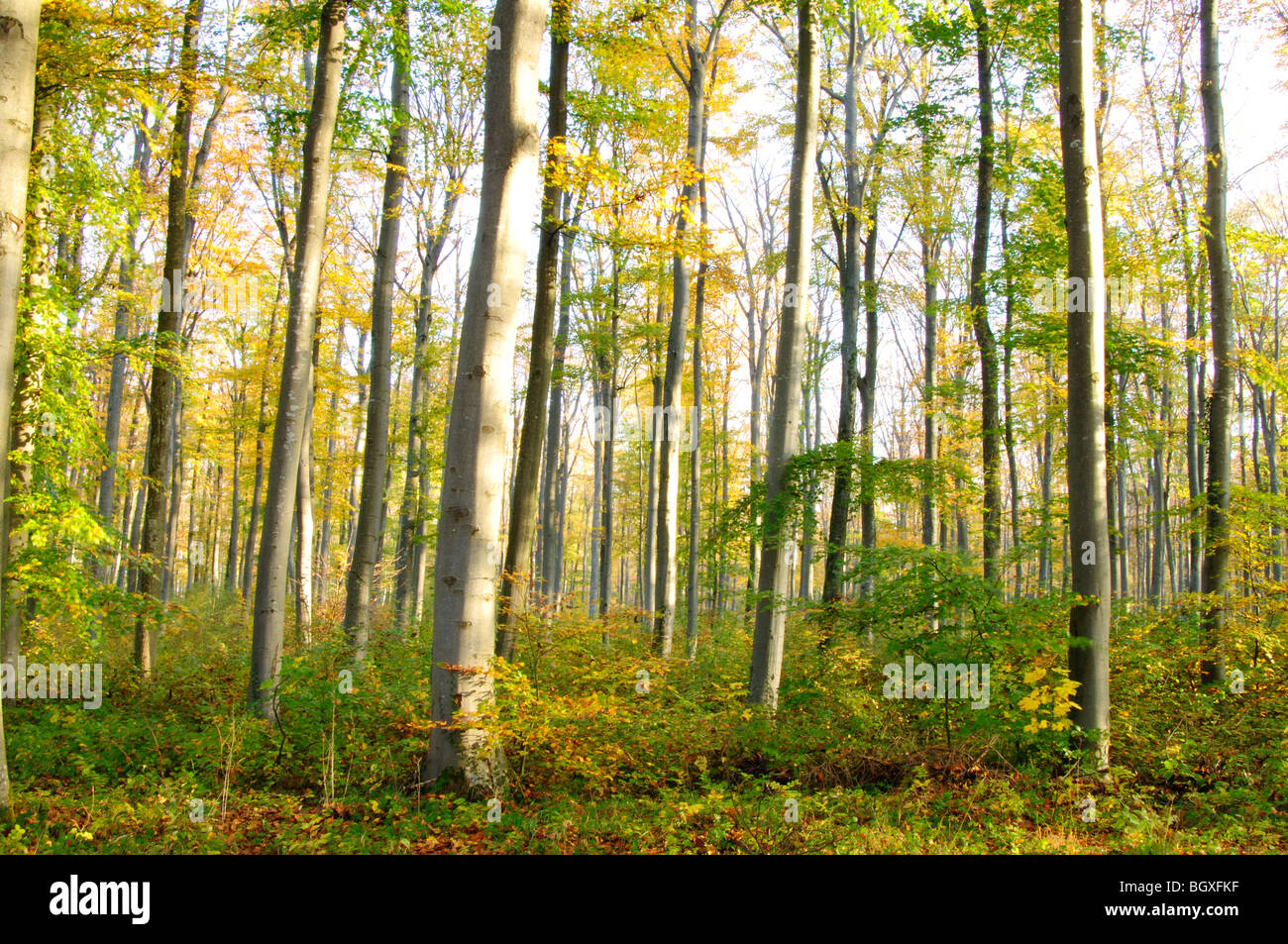 forêt d’automne Banque D'Images